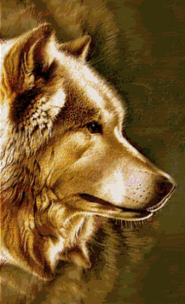 Wolfgif.gif wolf gif image by faithfuldadnative