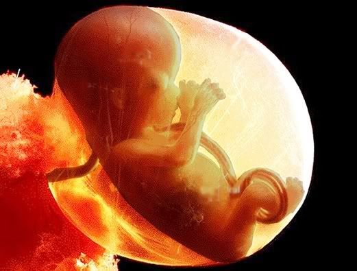 Child Birth Pregnancy Quran and Hadith womb