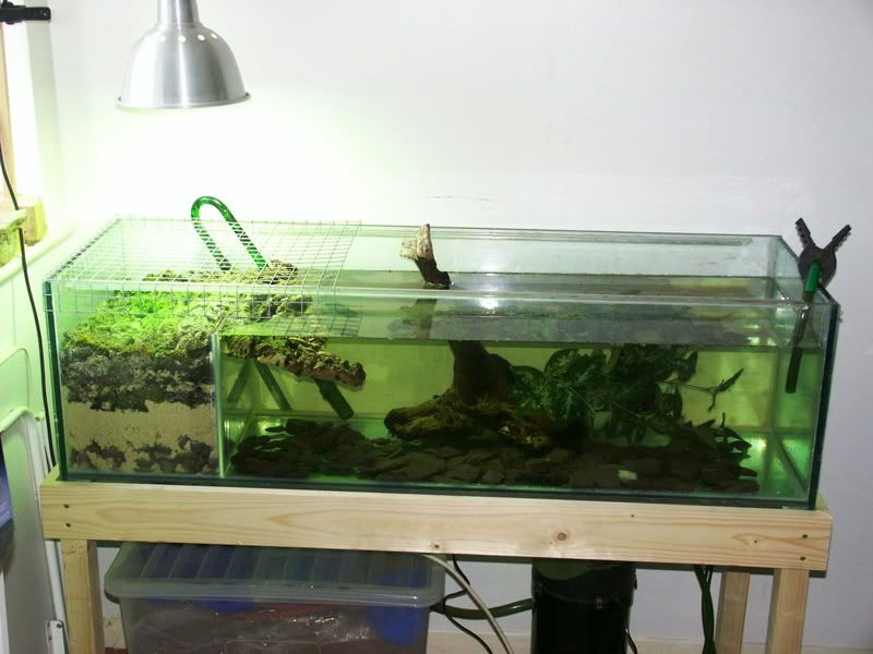terrapin care Reptile Forums
