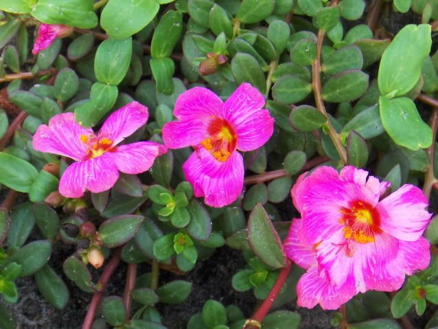 closeupbackpatiojuly2009 005