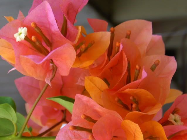 closeupbackpatiojuly2009 029