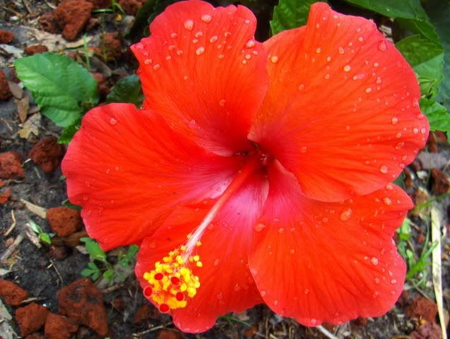 closeupbackpatiojuly2009 045