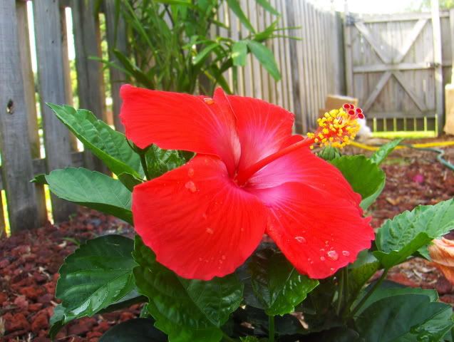 closeupbackpatiojuly2009 053