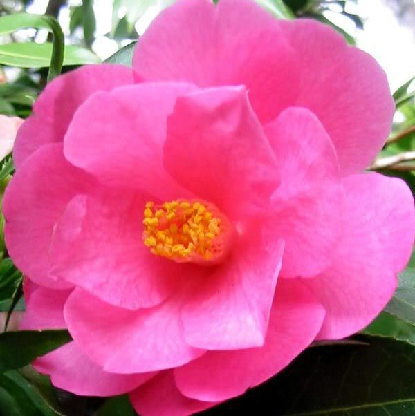 Camellia