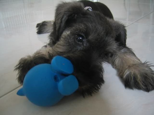 Photo Sharing and Video Hosting at Photobucket