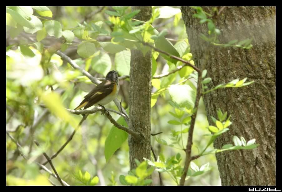 IMAGE: http://i175.photobucket.com/albums/w129/EVOL_1/AmericanRedstart1.jpg