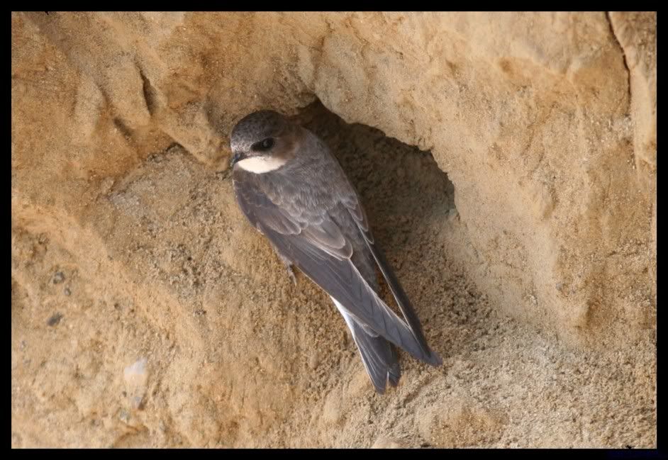 IMAGE: http://i175.photobucket.com/albums/w129/EVOL_1/BankSwallow1-1.jpg