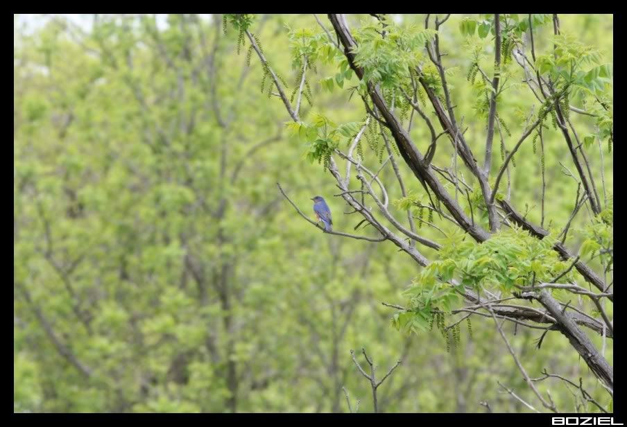 IMAGE: http://i175.photobucket.com/albums/w129/EVOL_1/EasternBluebird.jpg