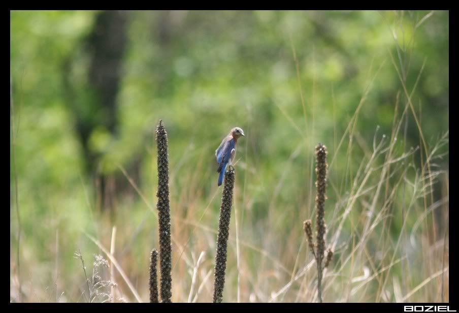 IMAGE: http://i175.photobucket.com/albums/w129/EVOL_1/EasternBluebird1.jpg