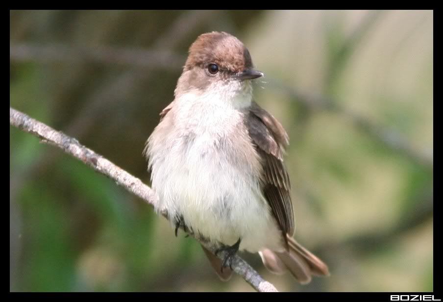 IMAGE: http://i175.photobucket.com/albums/w129/EVOL_1/EasternPhoebe.jpg