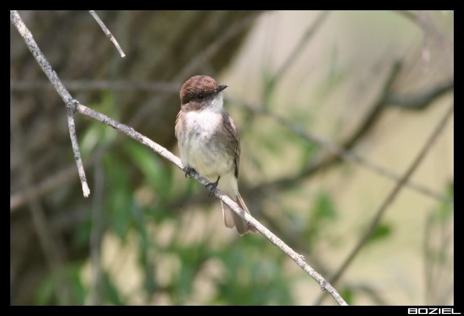IMAGE: http://i175.photobucket.com/albums/w129/EVOL_1/EasternPhoebe1.jpg