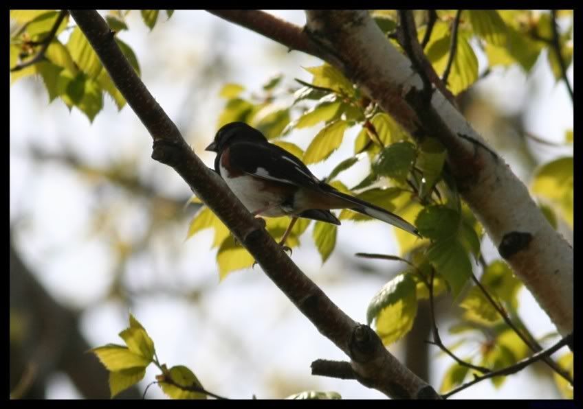 IMAGE: http://i175.photobucket.com/albums/w129/EVOL_1/EasternTowhee-1.jpg