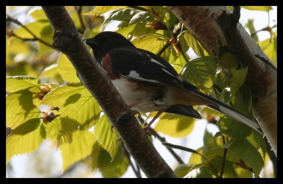 IMAGE: http://i175.photobucket.com/albums/w129/EVOL_1/EasternTowhee1.jpg