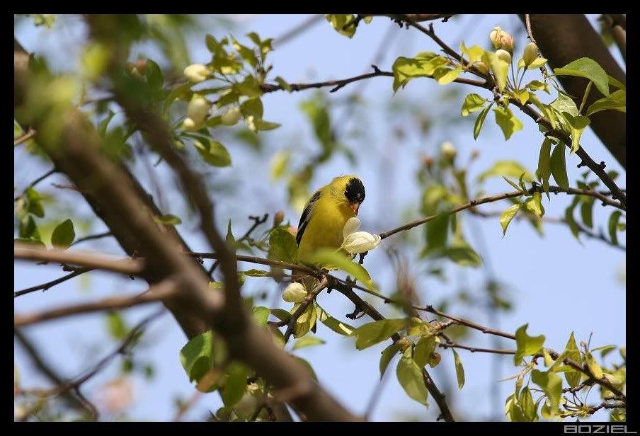 IMAGE: http://i175.photobucket.com/albums/w129/EVOL_1/GF2.jpg