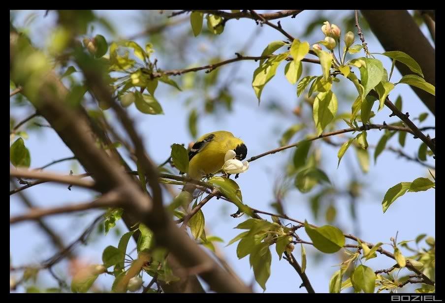 IMAGE: http://i175.photobucket.com/albums/w129/EVOL_1/GF3.jpg