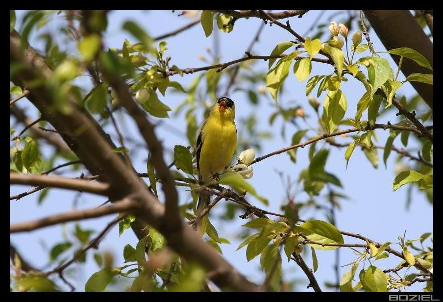 IMAGE: http://i175.photobucket.com/albums/w129/EVOL_1/GF4.jpg