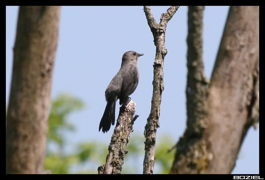 IMAGE: http://i175.photobucket.com/albums/w129/EVOL_1/GreyCatbird.jpg