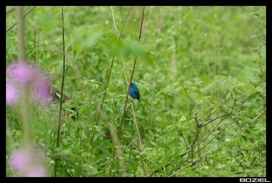 IMAGE: http://i175.photobucket.com/albums/w129/EVOL_1/IndigoBunting.jpg