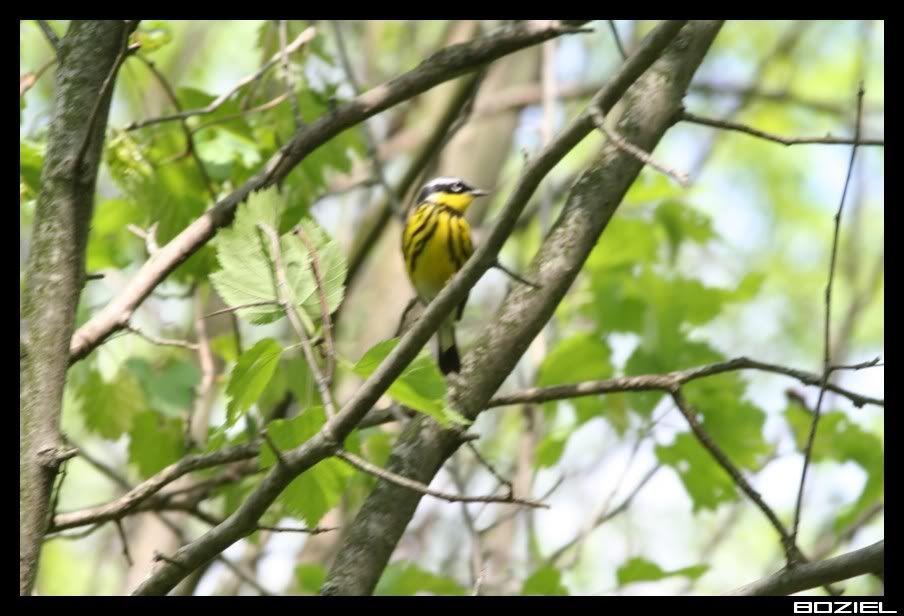 IMAGE: http://i175.photobucket.com/albums/w129/EVOL_1/MagnoliaWarbler.jpg