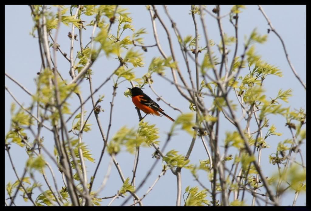 IMAGE: http://i175.photobucket.com/albums/w129/EVOL_1/Oriole-1.jpg