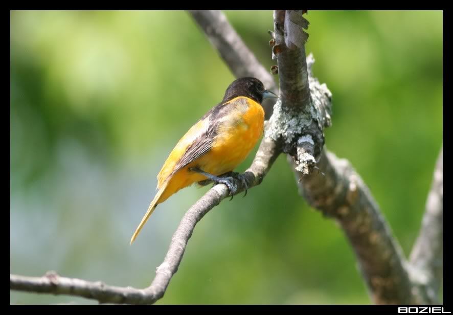 IMAGE: http://i175.photobucket.com/albums/w129/EVOL_1/Oriole1-1.jpg