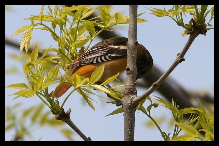 IMAGE: http://i175.photobucket.com/albums/w129/EVOL_1/Oriole1.jpg
