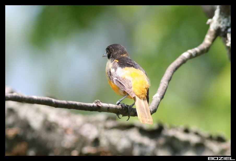 IMAGE: http://i175.photobucket.com/albums/w129/EVOL_1/Oriole2-1.jpg