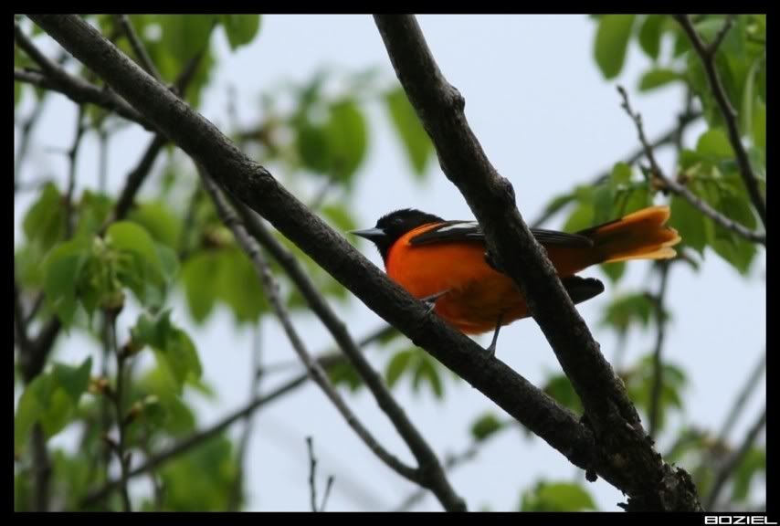 IMAGE: http://i175.photobucket.com/albums/w129/EVOL_1/Oriole2.jpg