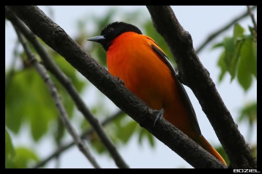 IMAGE: http://i175.photobucket.com/albums/w129/EVOL_1/Oriole3.jpg