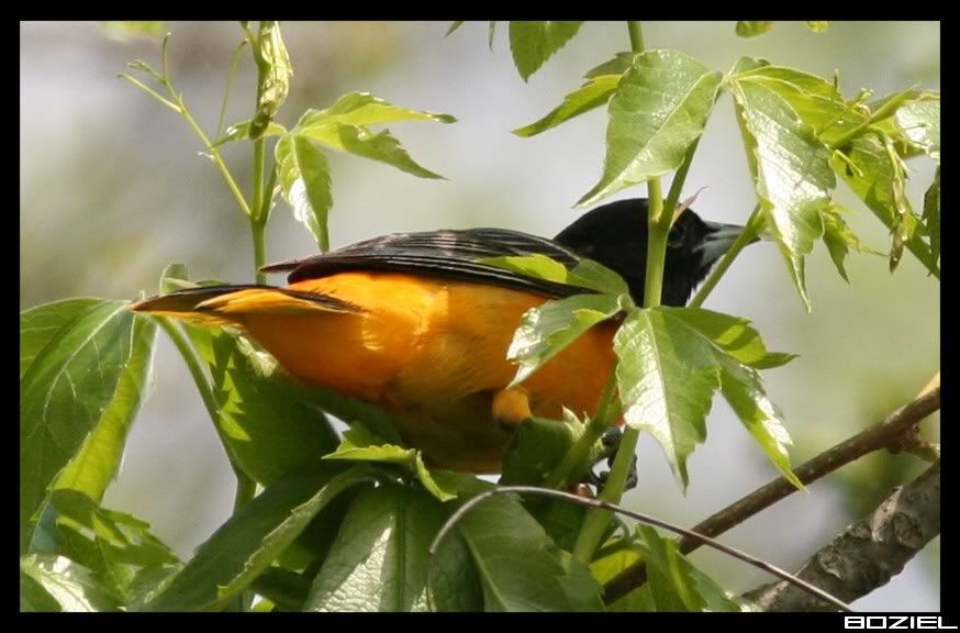 IMAGE: http://i175.photobucket.com/albums/w129/EVOL_1/Oriole4.jpg