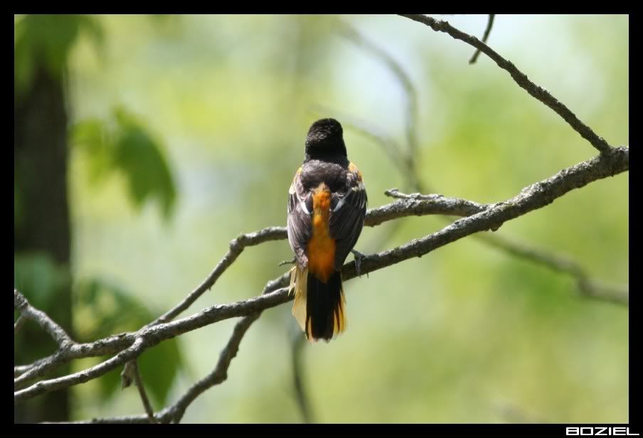 IMAGE: http://i175.photobucket.com/albums/w129/EVOL_1/Oriole5.jpg