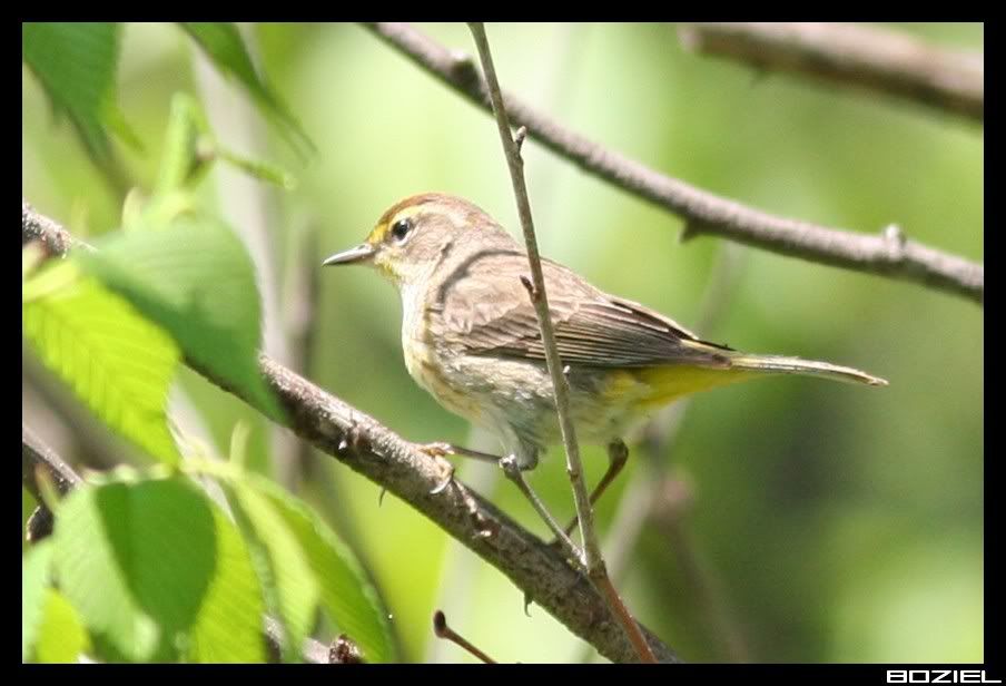 IMAGE: http://i175.photobucket.com/albums/w129/EVOL_1/PalmWarbler.jpg