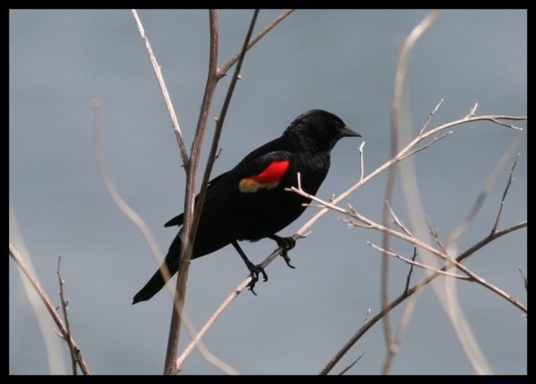 IMAGE: http://i175.photobucket.com/albums/w129/EVOL_1/RedWingedBlackbird-1.jpg