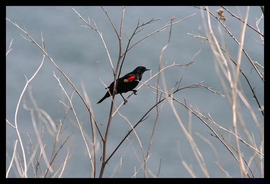 IMAGE: http://i175.photobucket.com/albums/w129/EVOL_1/RedWingedBlackbird1.jpg