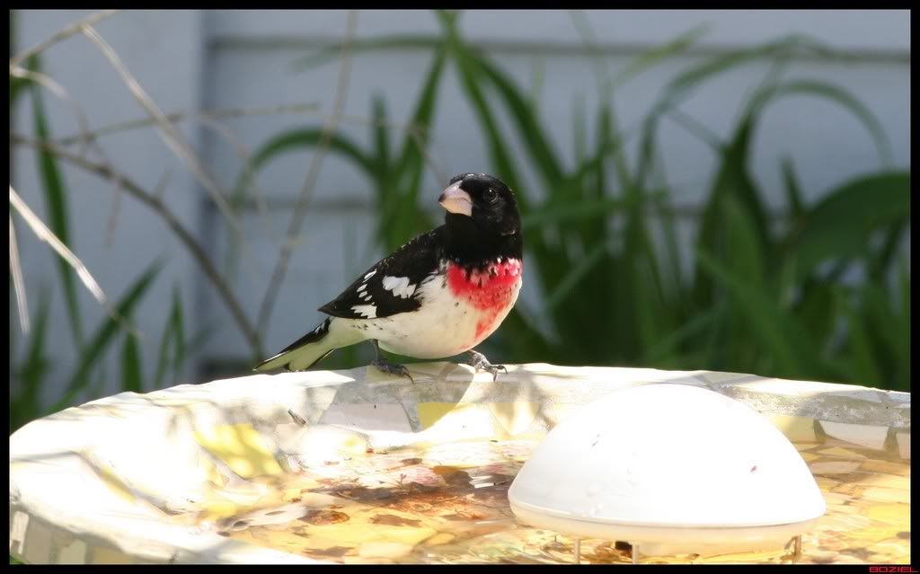IMAGE: http://i175.photobucket.com/albums/w129/EVOL_1/RoseBreastedGrosbeak1.jpg