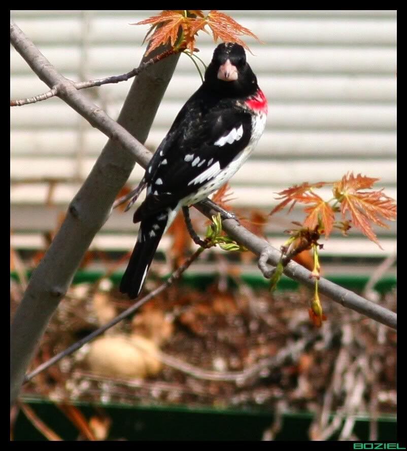 IMAGE: http://i175.photobucket.com/albums/w129/EVOL_1/RoseBreastedGrosbeak1a.jpg