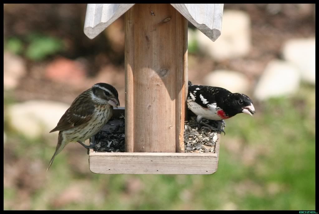 IMAGE: http://i175.photobucket.com/albums/w129/EVOL_1/RoseBreastedGrosbeak2.jpg