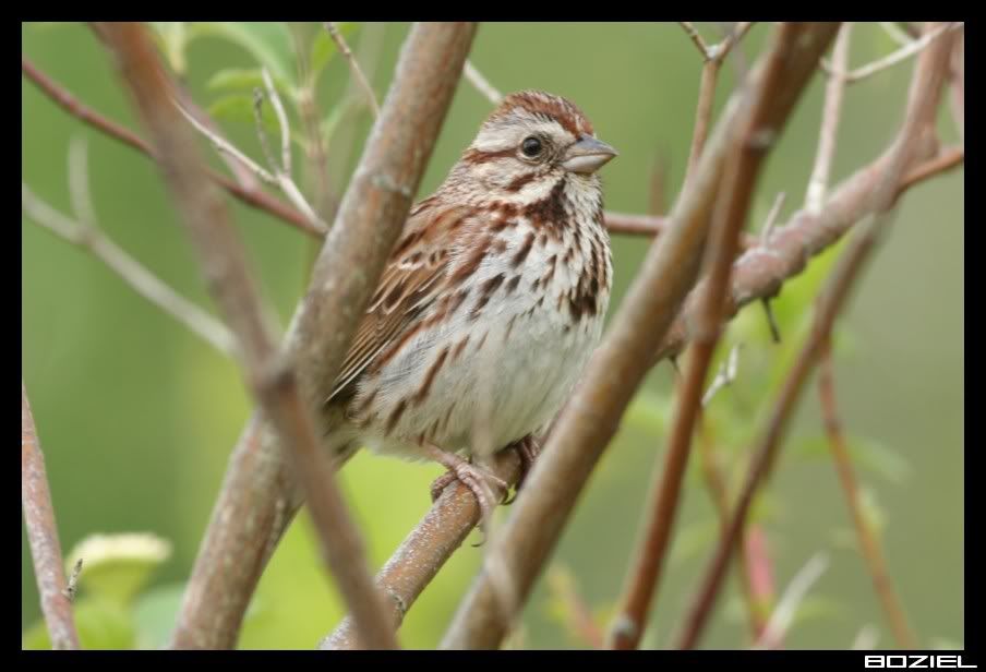 IMAGE: http://i175.photobucket.com/albums/w129/EVOL_1/SongSparrow.jpg
