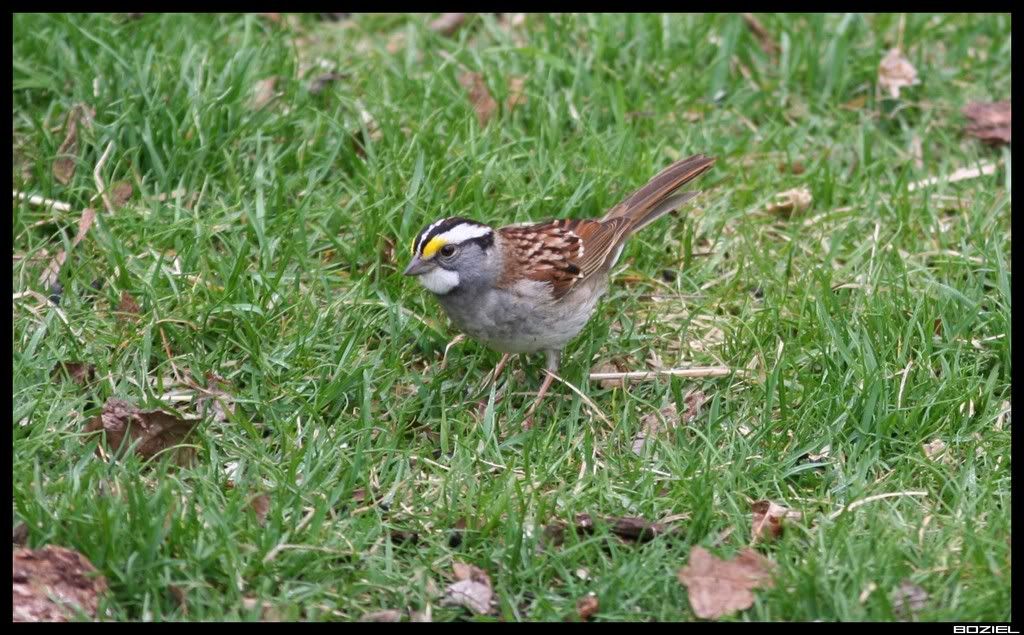 IMAGE: http://i175.photobucket.com/albums/w129/EVOL_1/WTS1.jpg