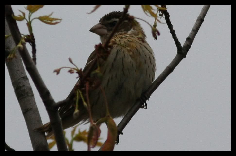 IMAGE: http://i175.photobucket.com/albums/w129/EVOL_1/XXXxxxxxx.jpg