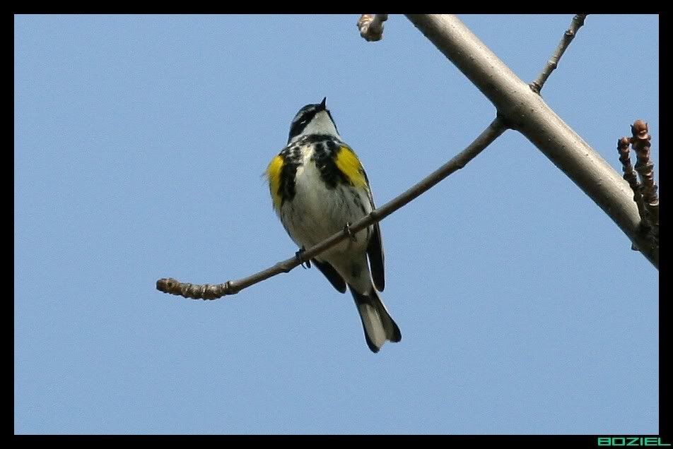 IMAGE: http://i175.photobucket.com/albums/w129/EVOL_1/YellowRumpedWarbler.jpg