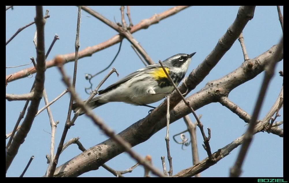 IMAGE: http://i175.photobucket.com/albums/w129/EVOL_1/YellowRumpedWarbler1.jpg