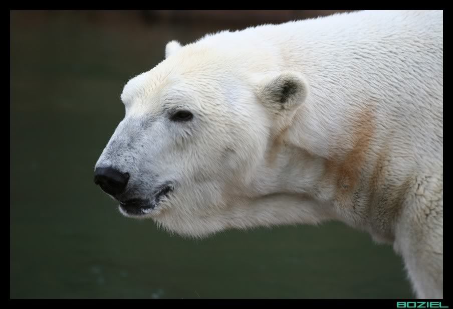 IMAGE: http://i175.photobucket.com/albums/w129/EVOL_1/Zoo3.jpg