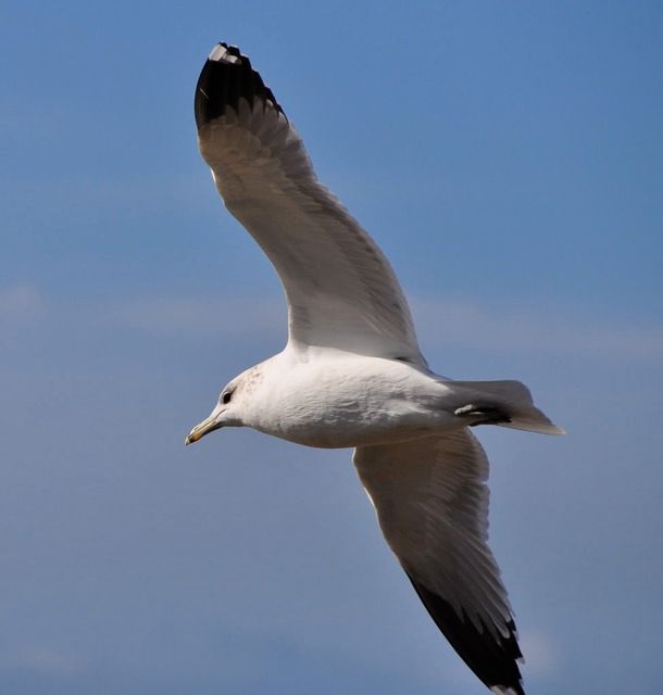 bird in flight photo: Seagull DSC_0054.jpg