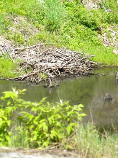 Beaver dam at Frontenac