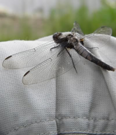 Dragonfly at Frontenac Park