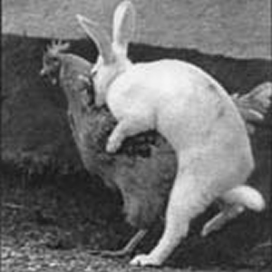 538354_chicken-rabbit-sex.png