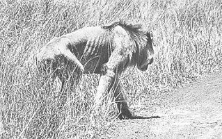 Lion_Starving.jpg