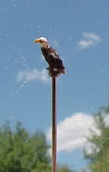 eagler.jpg