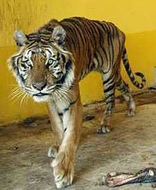 tiger_1.jpg
